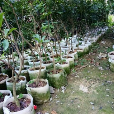 杨梅苗30~50cm