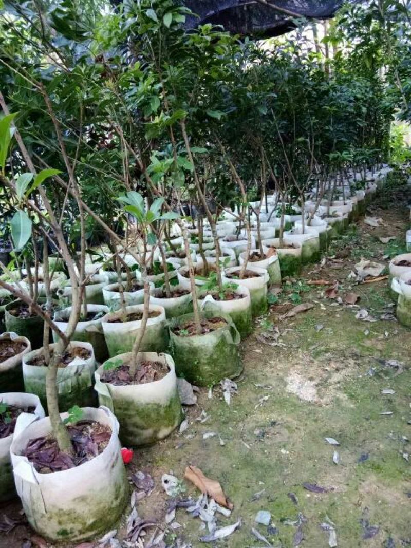 杨梅苗30~50cm