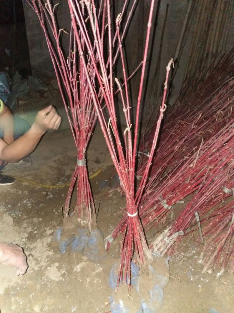 女贞4cm以下