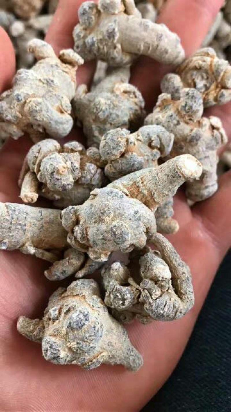 云南文山三七产地直销选货