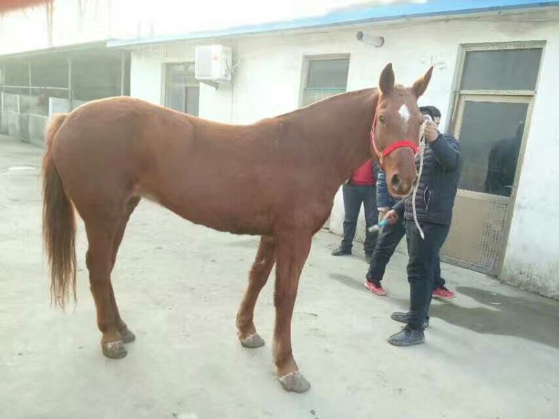 蒙古马600kg以上