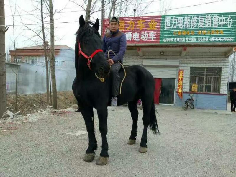 蒙古马600kg以上