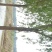 柳树18~20cm16~18cm3.5~4米