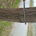 柳树18~20cm16~18cm3.5~4米