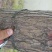 柳树18~20cm16~18cm3.5~4米