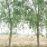 柳树18~20cm16~18cm3.5~4米