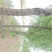 柳树18~20cm16~18cm3.5~4米