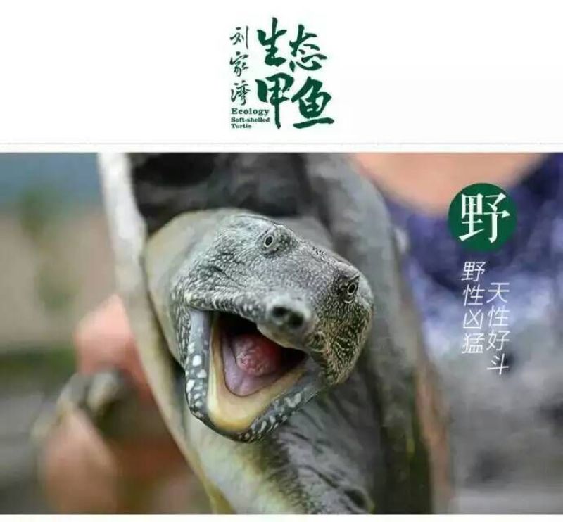 生态甲鱼2.5~3斤