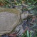 生态甲鱼2.5~3斤