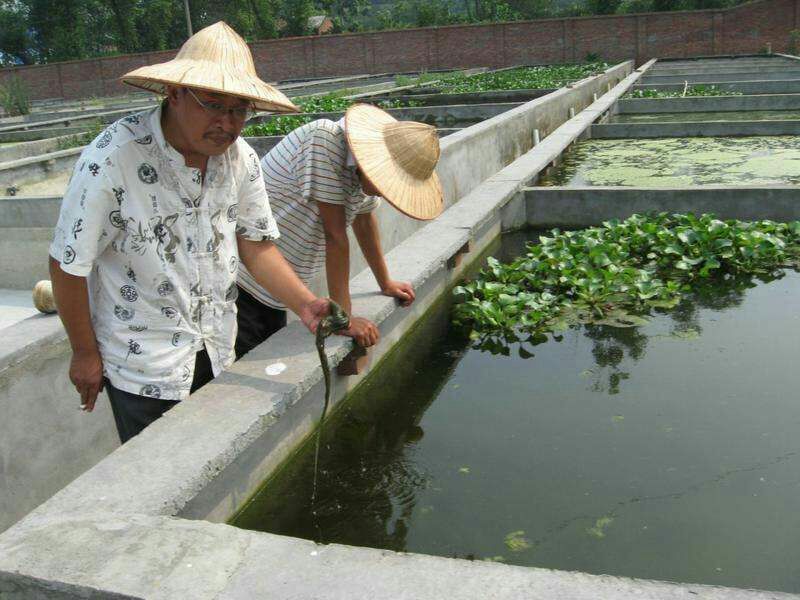 黄鳝苗四川本地苗，大斑鳝鱼送货上门货到付款