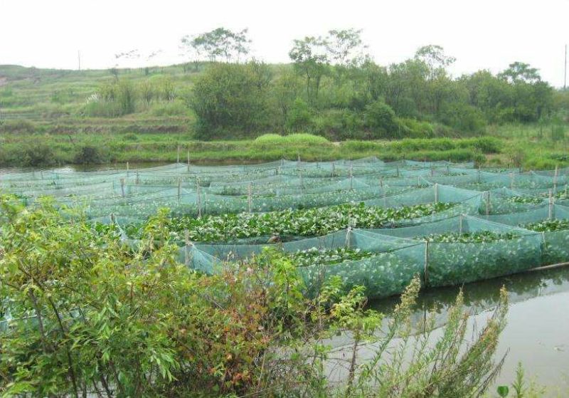黄鳝苗四川本地苗，大斑鳝鱼送货上门货到付款