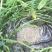 黄鳝苗四川本地苗，大斑鳝鱼送货上门货到付款