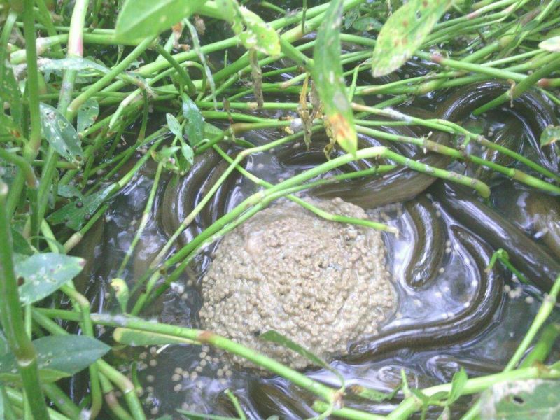 黄鳝苗四川本地苗，大斑鳝鱼送货上门货到付款