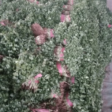 香菜20~25厘米以上