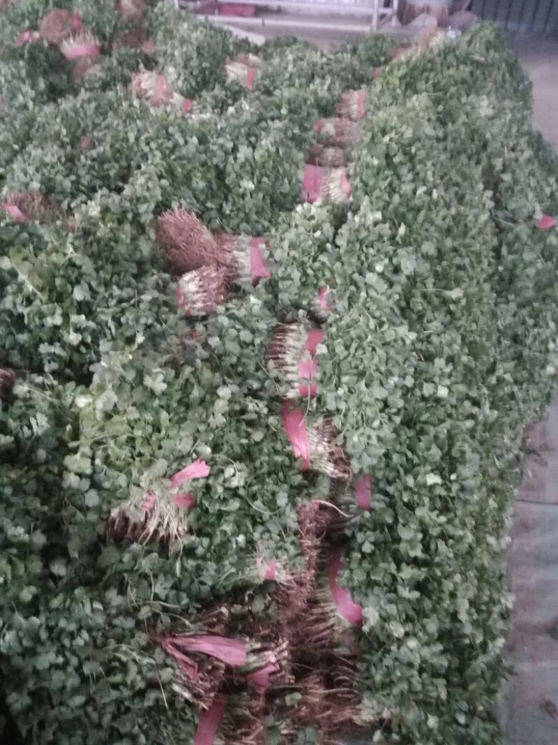 香菜20~25厘米以上