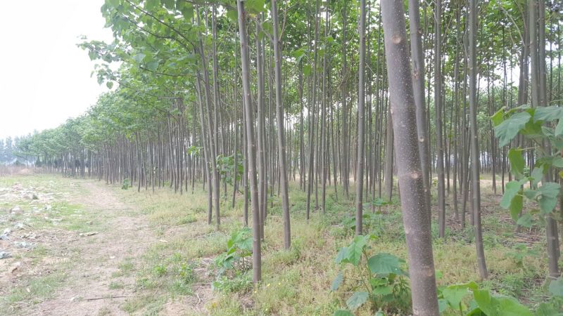 泡桐4--66--88--1010--15公分
