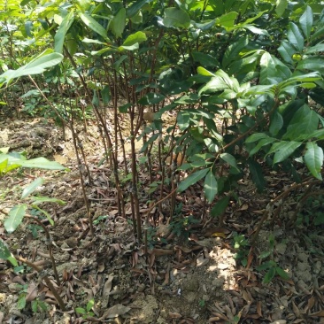 龙眼树苗50~80cm