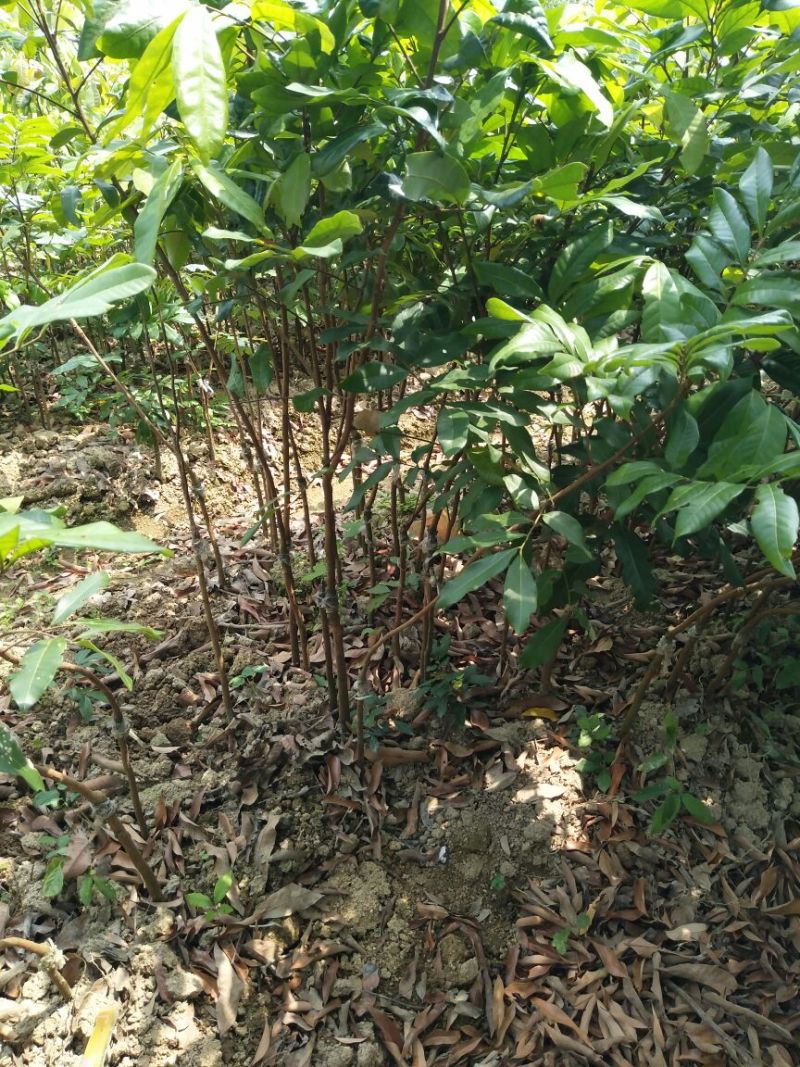 龙眼树苗50~80cm