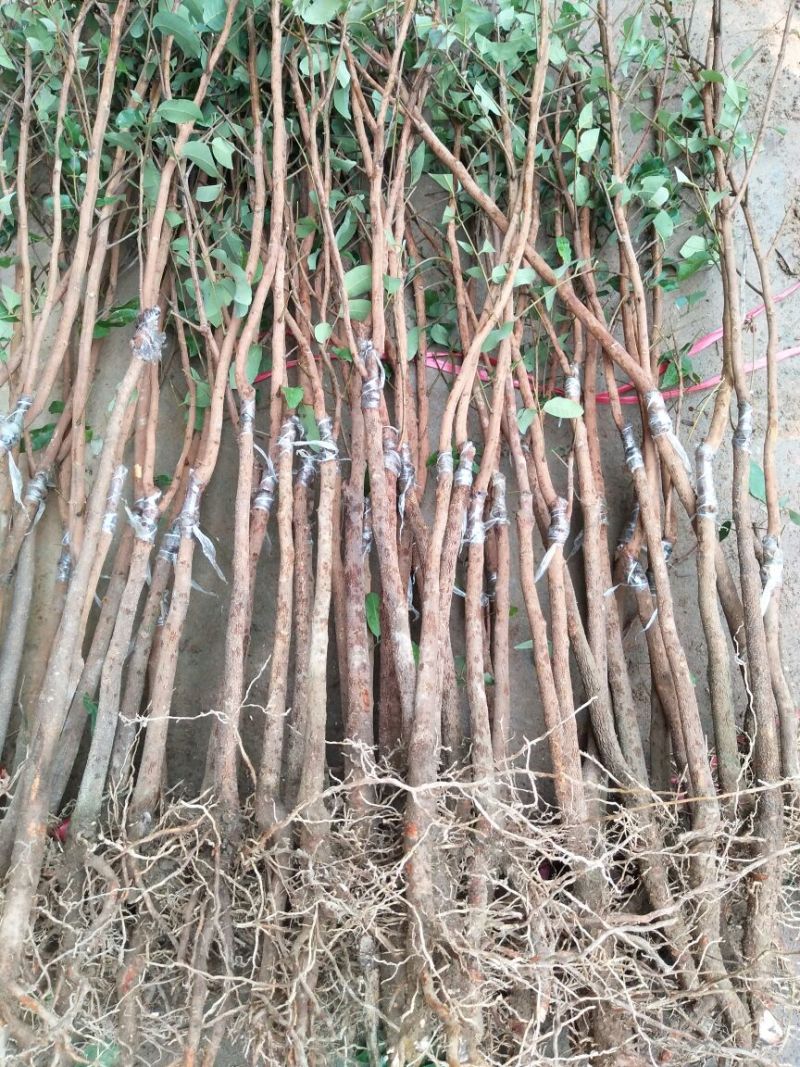 龙眼树苗50~80cm