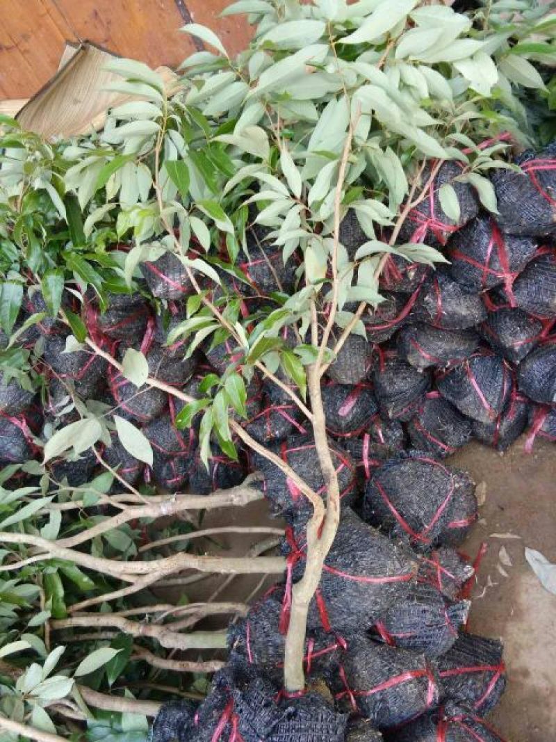 荔枝苗50~80cm
