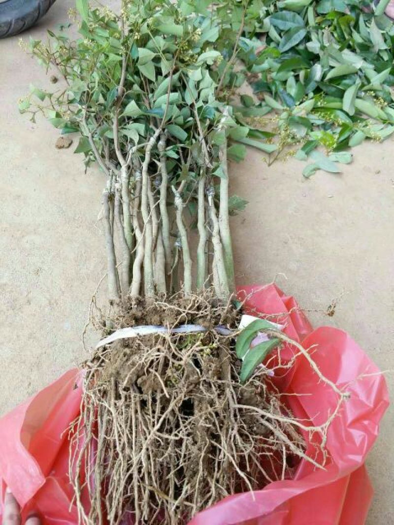 荔枝苗50~80cm
