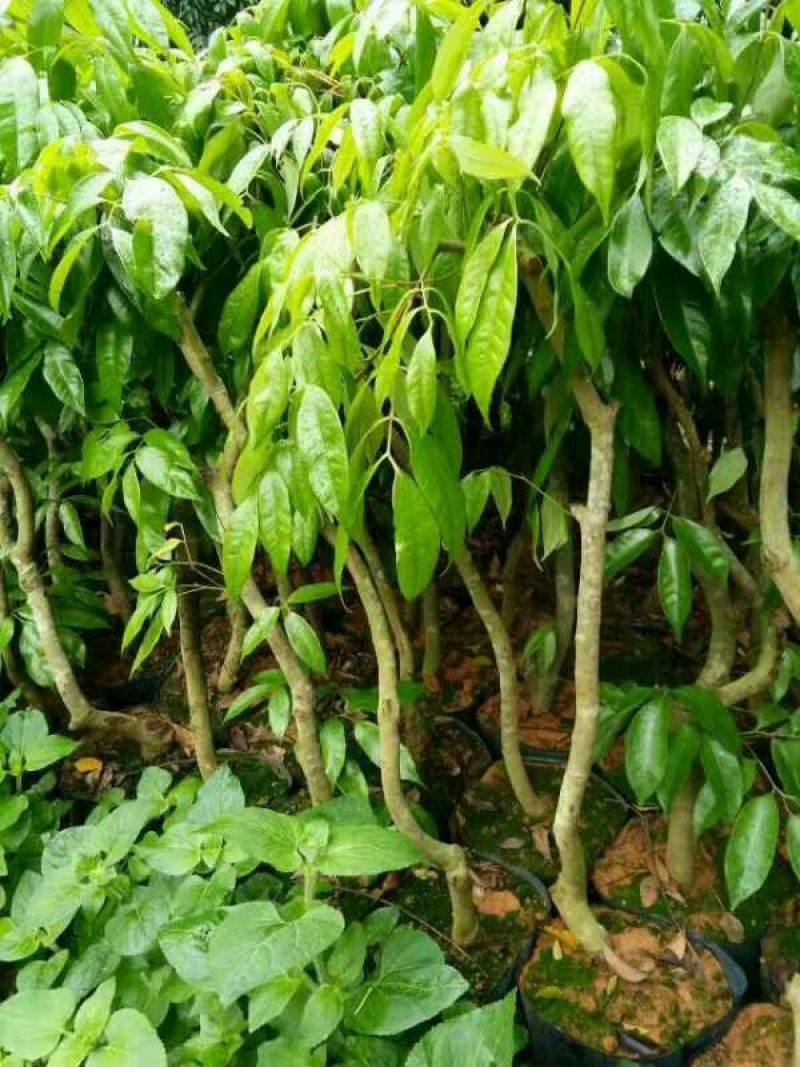 荔枝苗50~80cm