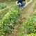 荔枝苗50~80cm