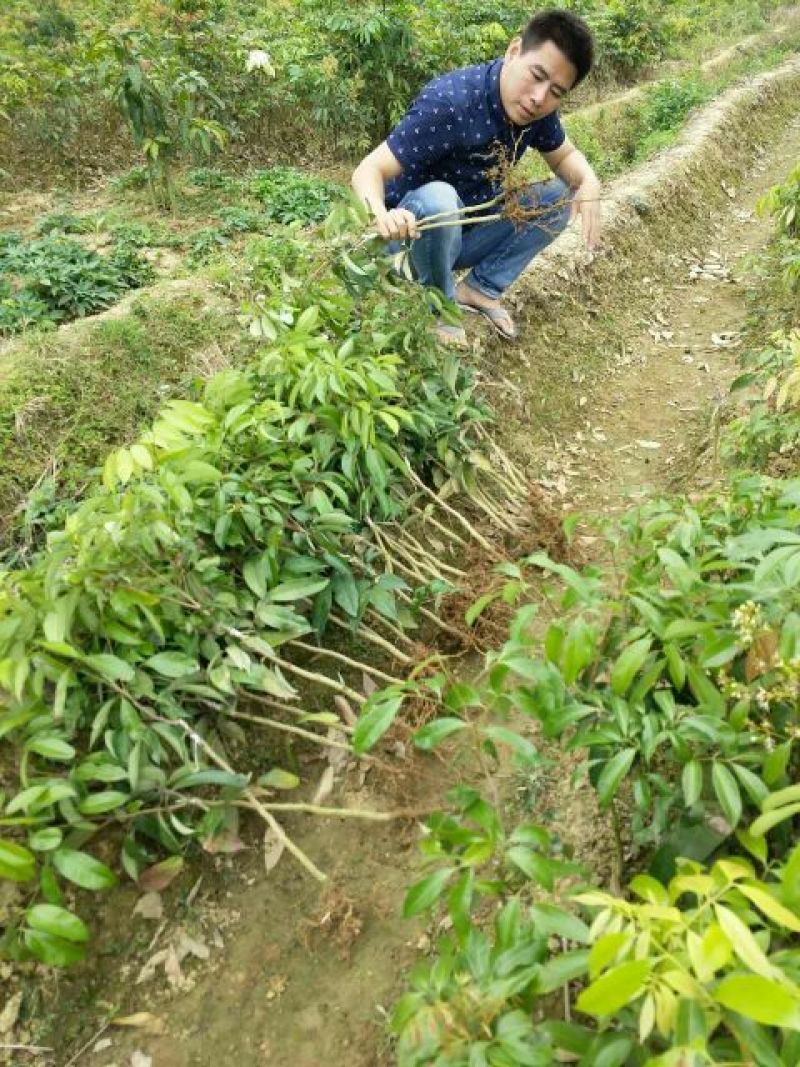 荔枝苗50~80cm