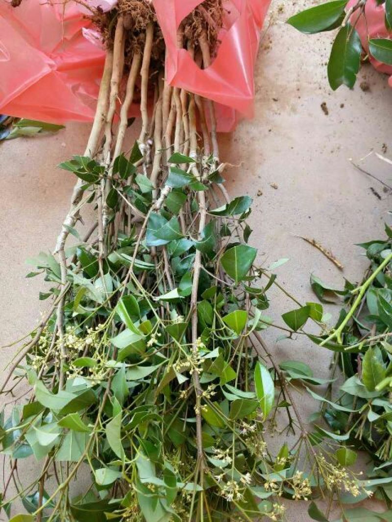 荔枝苗50~80cm