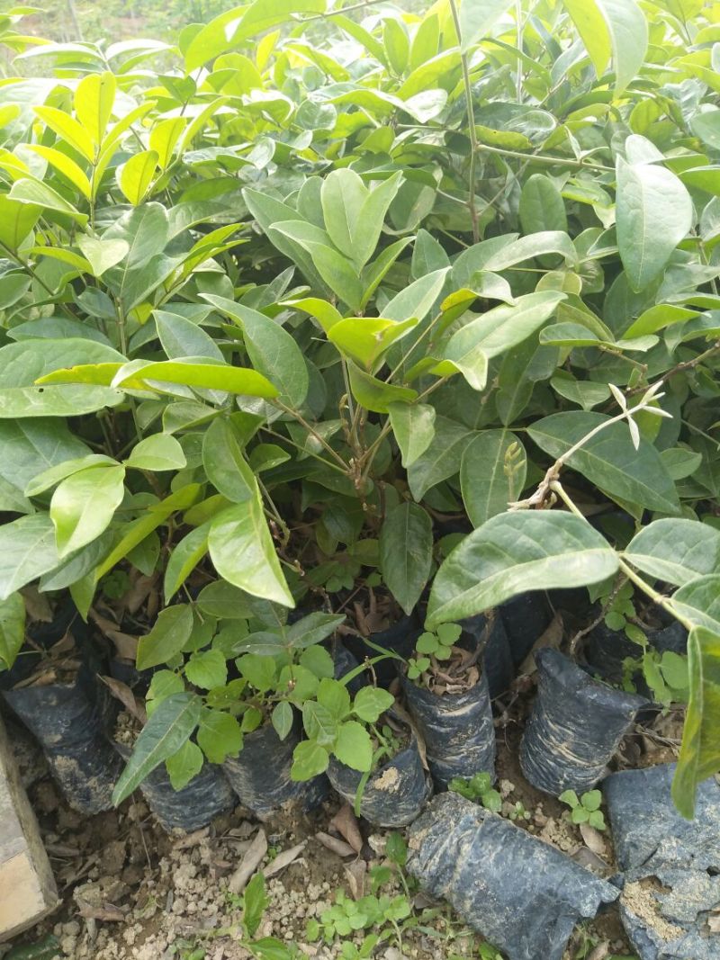 牛大力种苗15~30cm