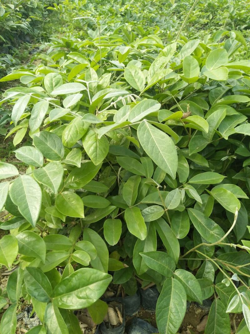 牛大力种苗15~30cm