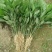 百香果苗10~20cm