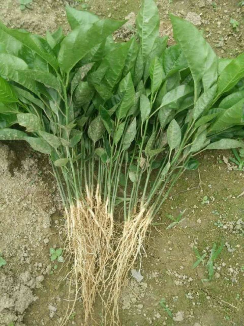 百香果苗10~20cm