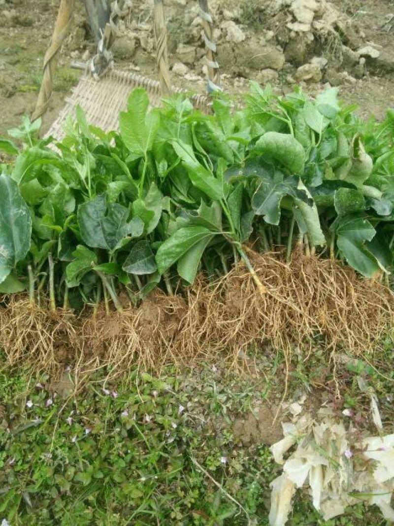 百香果苗10~20cm
