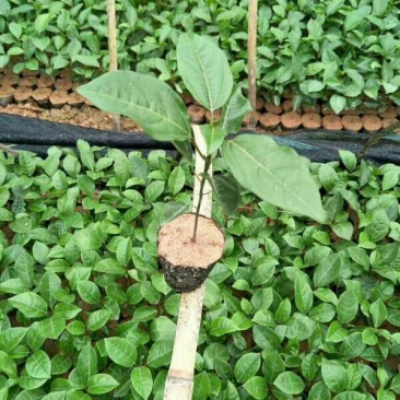 百香果苗10~20cm