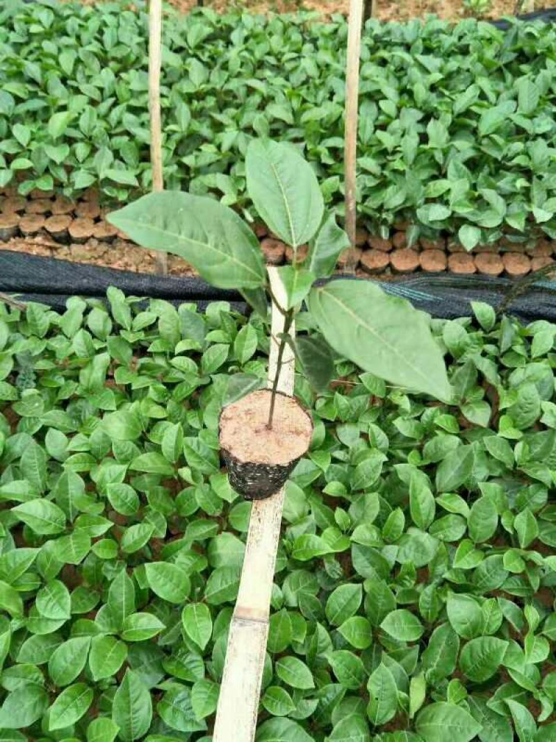 百香果苗10~20cm