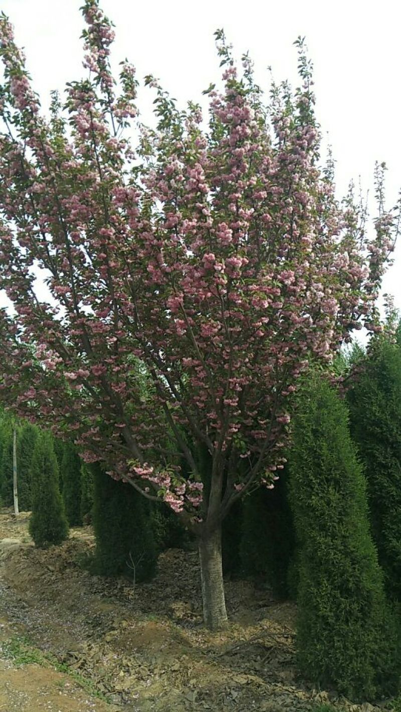 山西精品樱花3~10cm，早樱，晚樱，占地樱花
