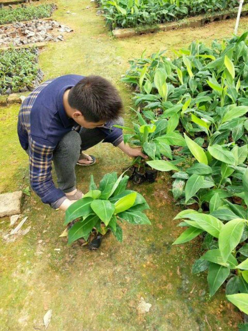 香蕉苗一级良种1~2年