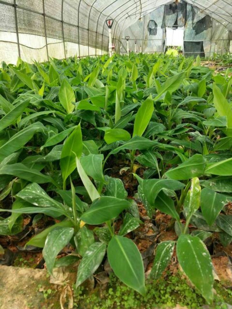 香蕉苗一级良种1~2年