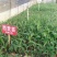 香蕉苗一级良种1~2年