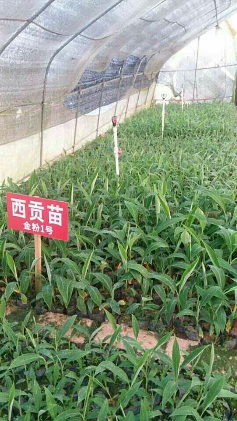 香蕉苗一级良种1~2年