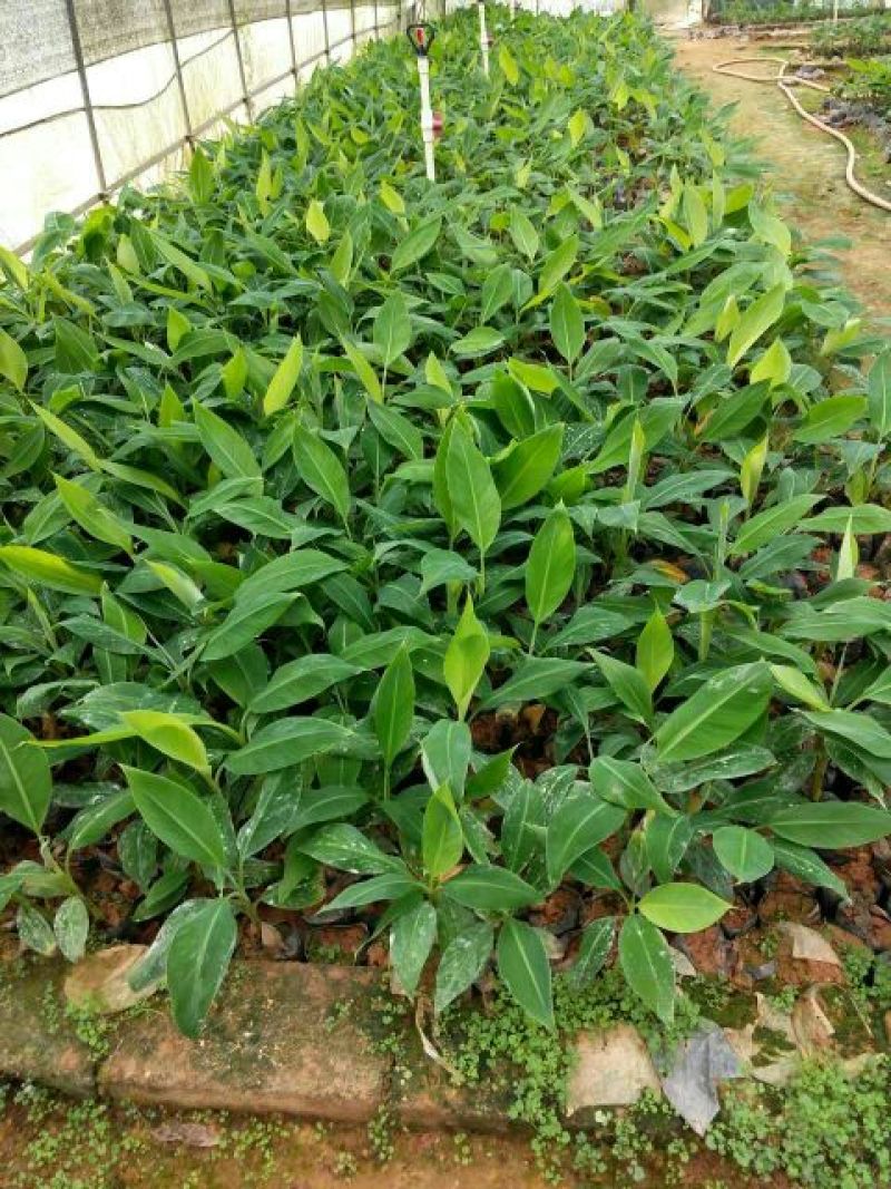 香蕉苗一级良种1~2年