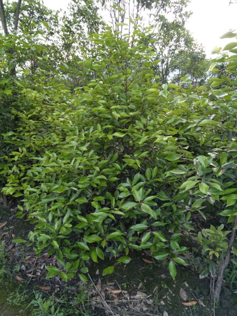 天竺桂1.5~2m