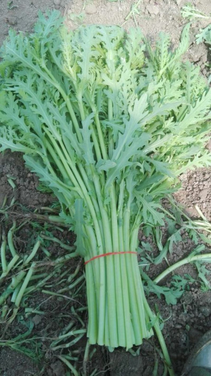 蒿子杆15~20cm