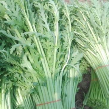 蒿子杆15~20cm