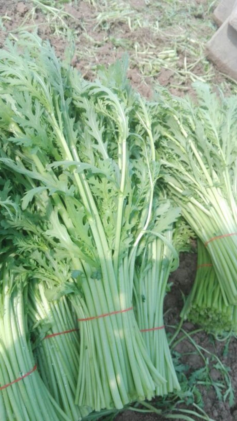 蒿子杆15~20cm