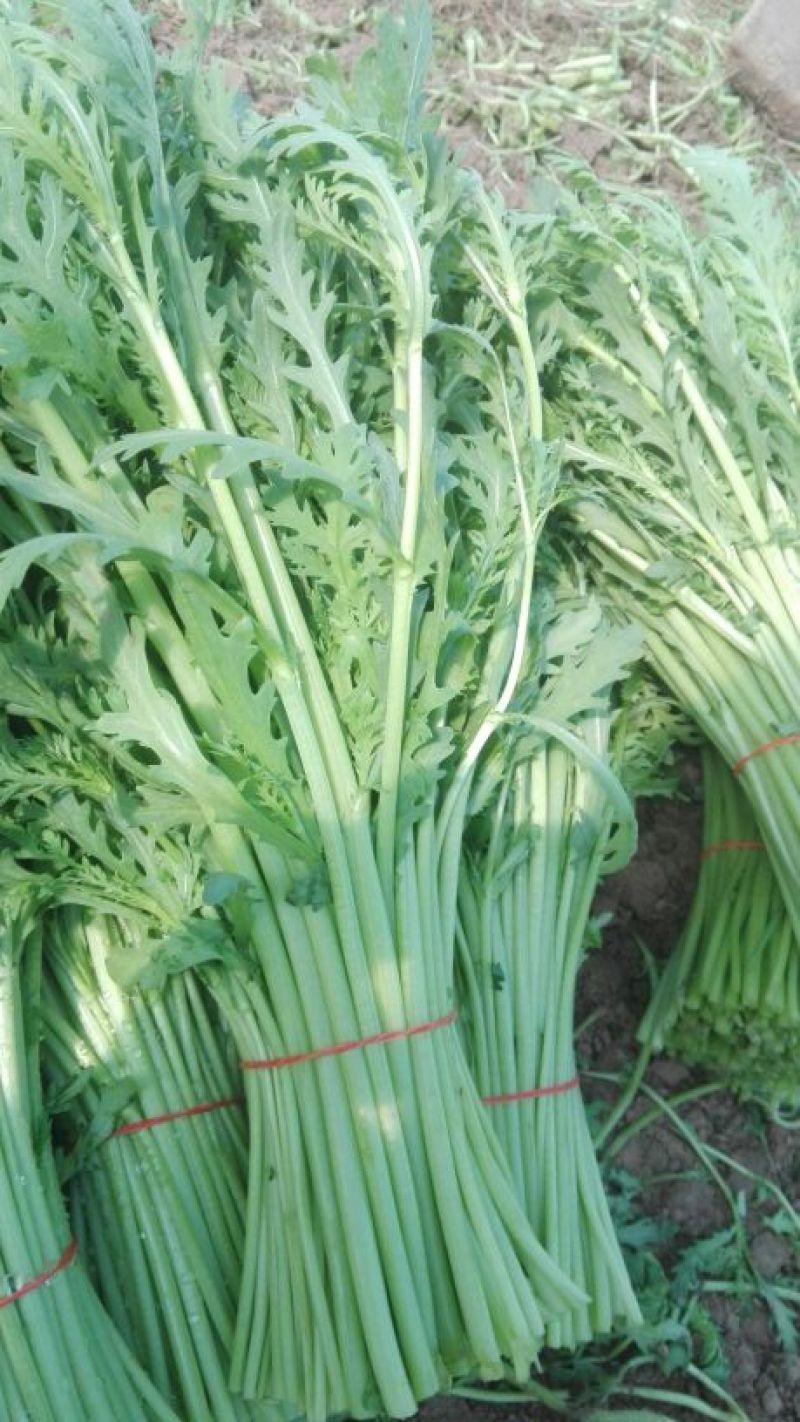蒿子杆15~20cm