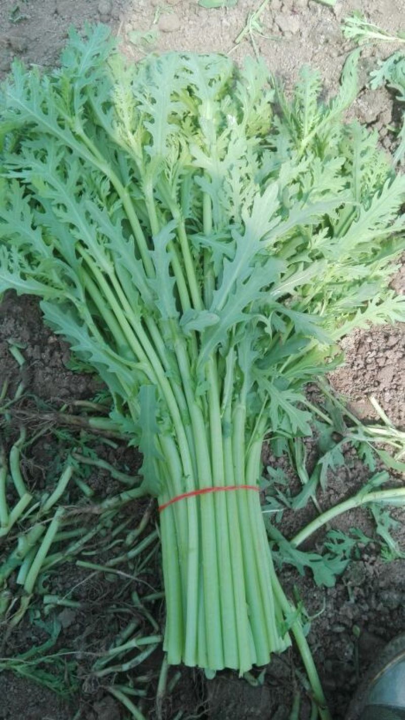 蒿子杆15~20cm
