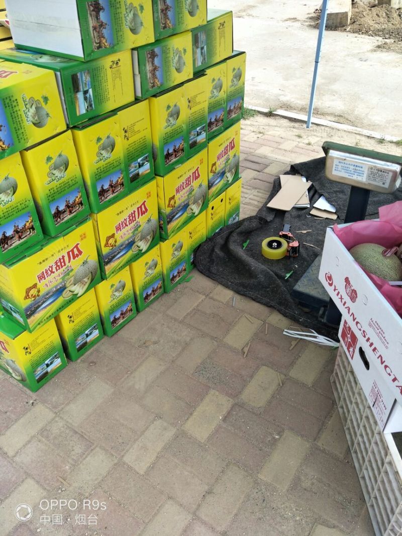 网纹瓜3斤以上长圆形