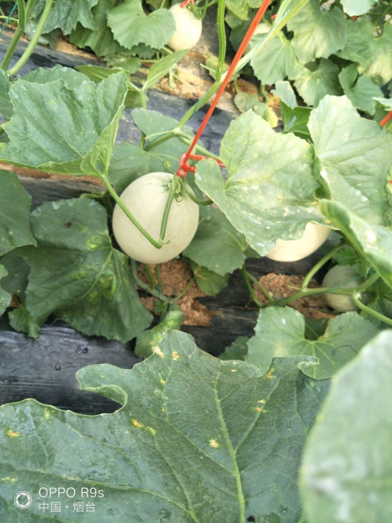 网纹瓜3斤以上长圆形